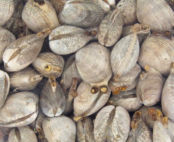 WA, Puget Sound Bucket of live Manila clams